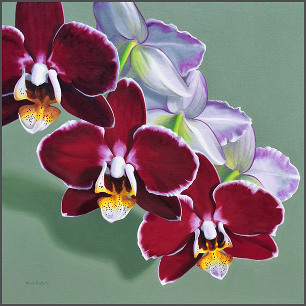 Orchids - Nance Danforth Paintings
